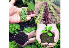 Agricultura ecológica.